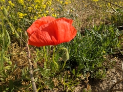 Papaver rhoeas