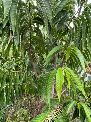 Wild Sweetsop