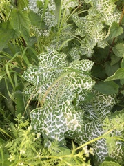 Silybum marianum