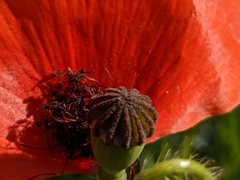 Papaver rhoeas