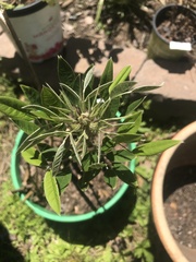 Lespedeza thunbergii
