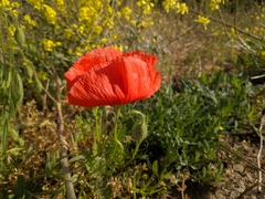 Papaver rhoeas