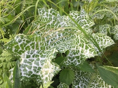 Silybum marianum