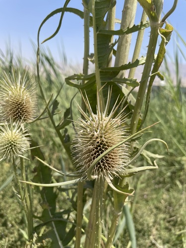 cutleaf teasel
