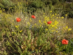 Papaver rhoeas