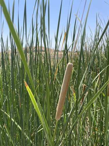southern cattail