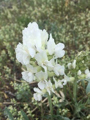 Oxytropis sericea