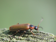Rhagonycha nigriventris