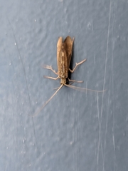 Trichoptera