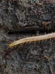 Geophilus flavus