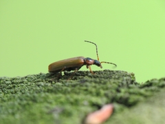 Rhagonycha nigriventris