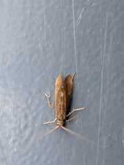 Trichoptera