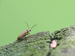 Rhagonycha nigriventris