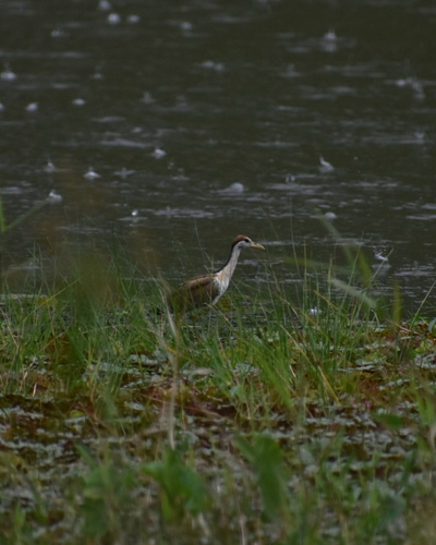 Bronze-winged Jacana