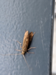Trichoptera