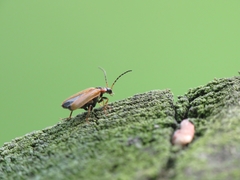 Rhagonycha nigriventris