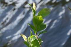 Itea