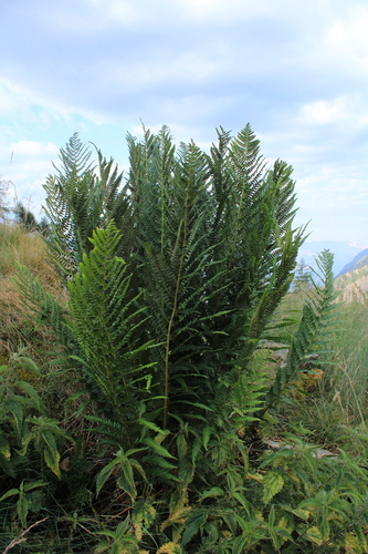Dryopteris villarii, photograph 5