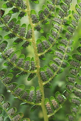 Dryopteris villarii, photograph (c) marius, some rights reserved (CC BY)