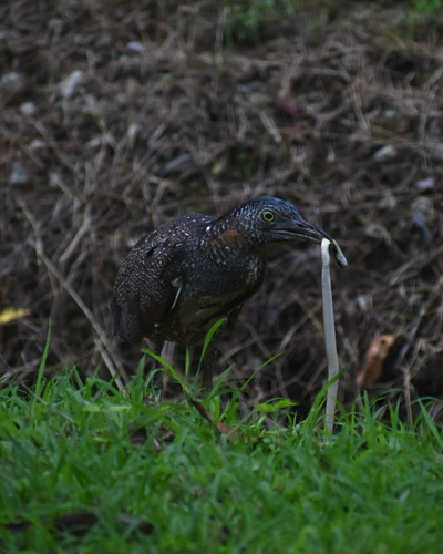 Malayan Night Heron