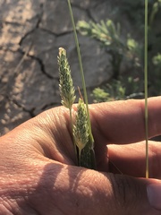 Phalaris minor