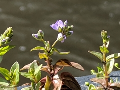 Veronica