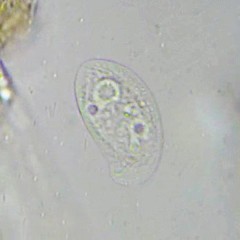 Chilodonella