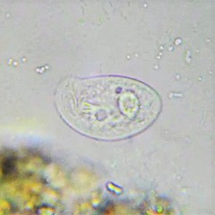 Chilodonella