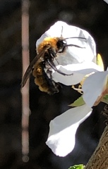 Andrena milwaukeensis