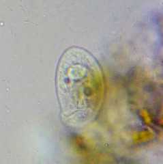 Chilodonella