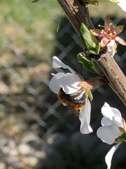 Andrena milwaukeensis