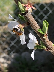 Andrena milwaukeensis