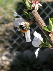 Andrena milwaukeensis