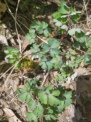 Aquilegia