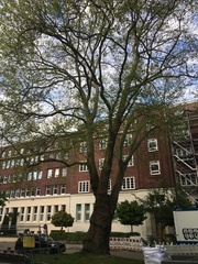 Platanus × hispanica