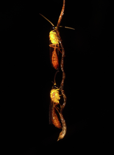 Psenulus observed 2026-04-01