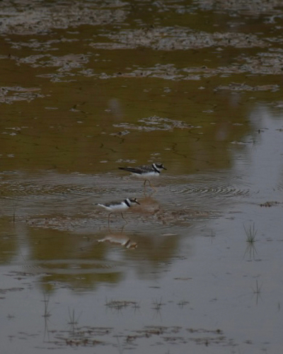 Little Ringed Plover