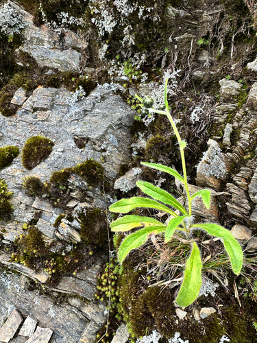 Hieracium morii observed 2026-07-26