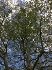 Platanus × hispanica