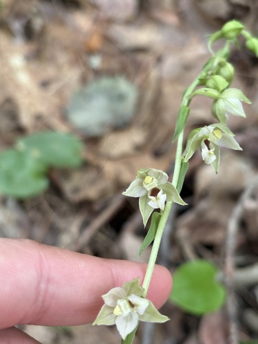 Broad-leaved helleborine