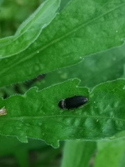 Coleoptera