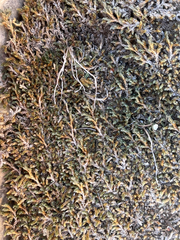 Selaginella underwoodii