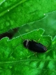 Coleoptera