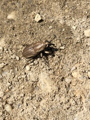 Sphenophorus aequalis