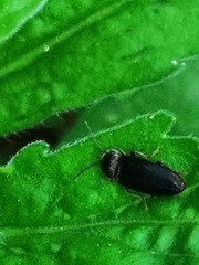 Coleoptera