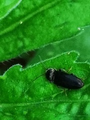 Coleoptera