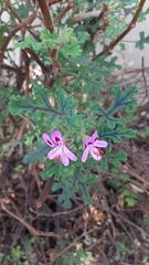 Pelargonium quercifolium