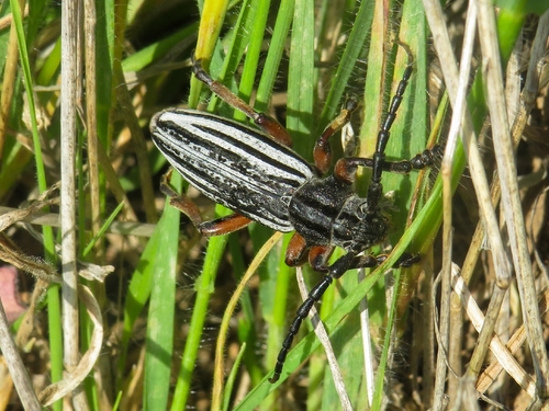 Dorcadion ledereri
