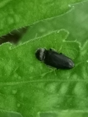 Coleoptera
