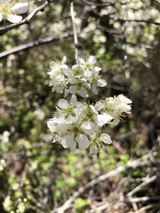 Prunus maritima